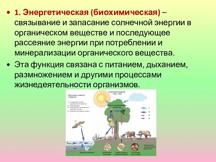 1. Энергетическая (биохимическая) – связывание и запасание солнечной энергии в