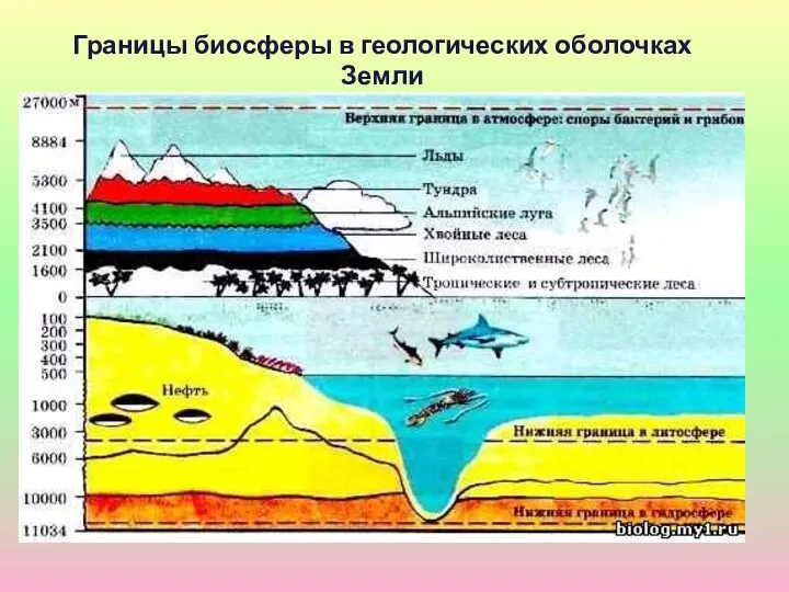 Границы биосферы в геологических оболочках Земли