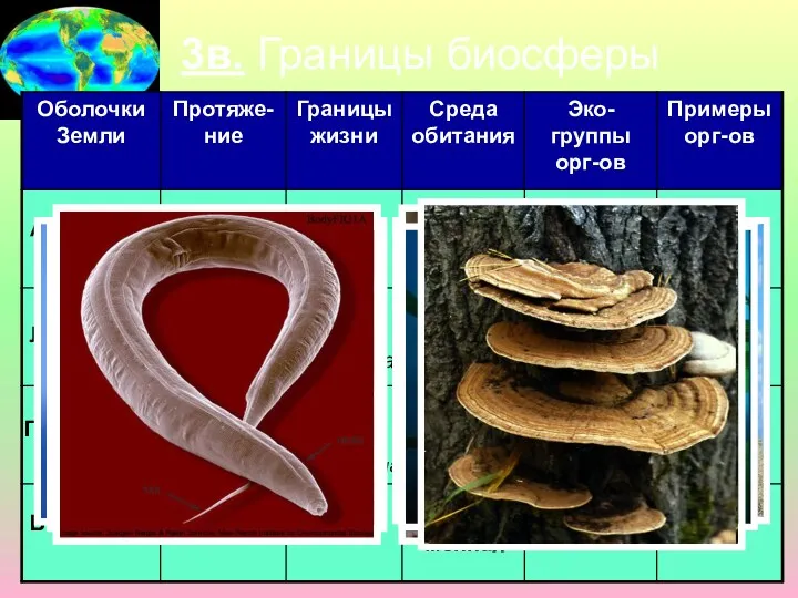 3в. Границы биосферы Атмосфера Литосфера Гидросфера Биосфера 100 км 20