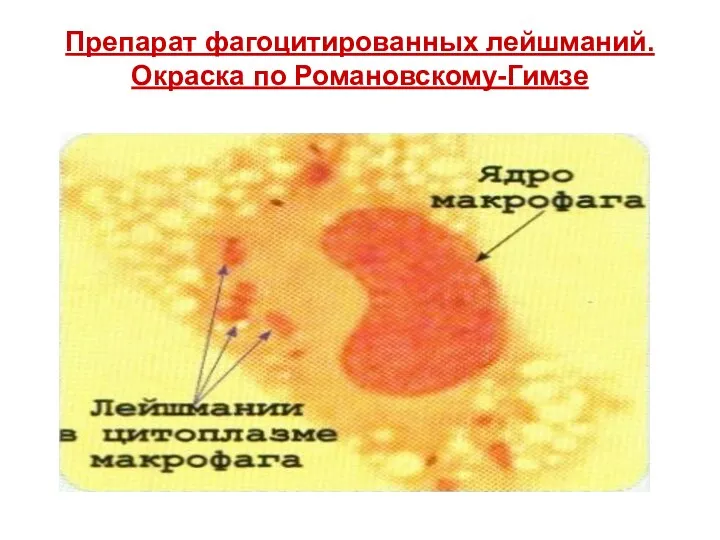 Препарат фагоцитированных лейшманий. Окраска по Романовскому-Гимзе