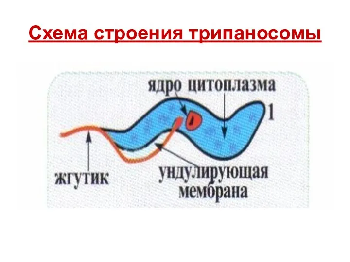 Схема строения трипаносомы