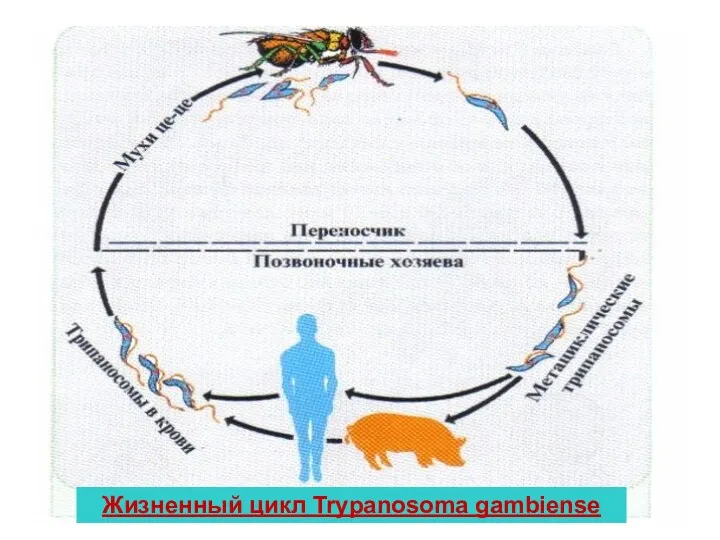 Жизненный цикл Trypanosoma gambiense Жизненный цикл Trypanosoma gambiense