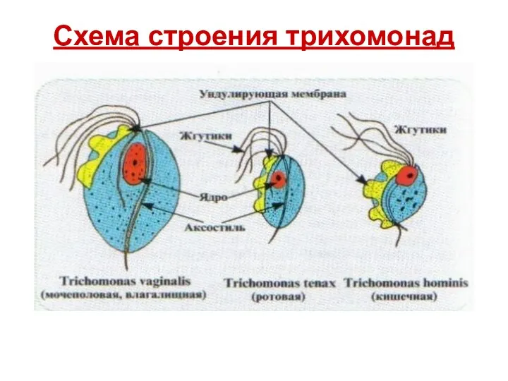 Схема строения трихомонад