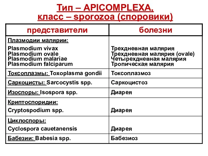 Тип – APICOMPLEXA, класс – sporozoa (споровики)