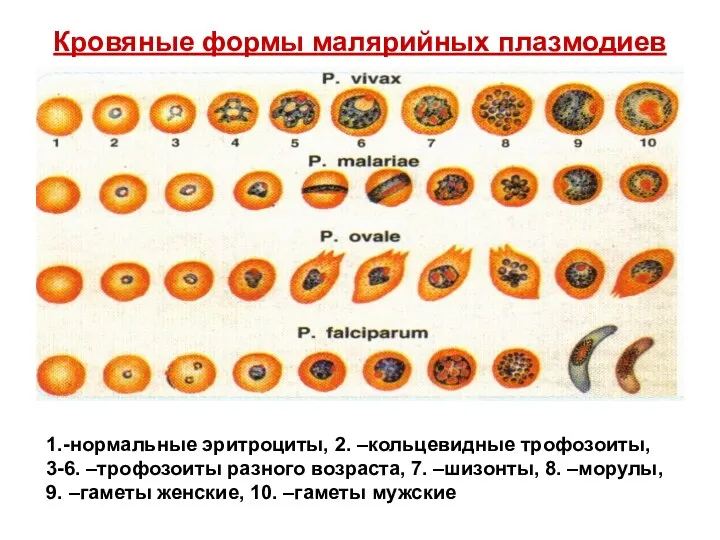 Кровяные формы малярийных плазмодиев 1.-нормальные эритроциты, 2. –кольцевидные трофозоиты, 3-6.