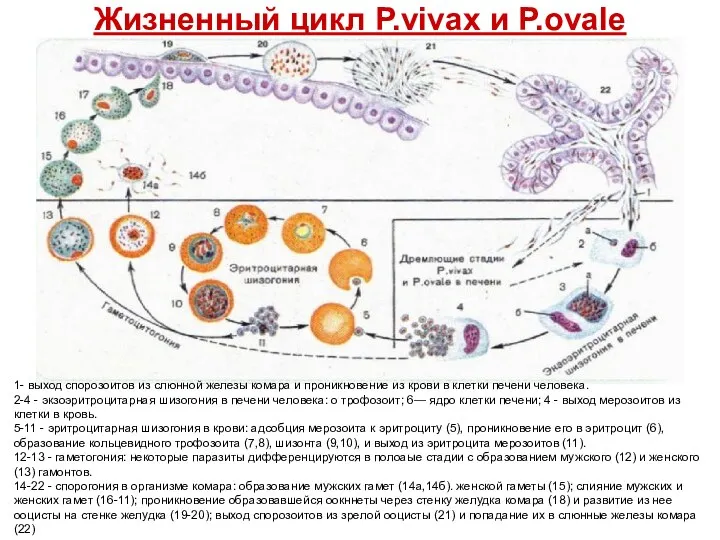 Жизненный цикл P.vivax и P.ovale 1- выход спорозоитов из слюнной