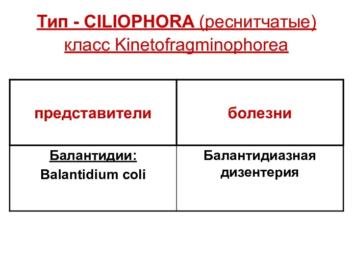 Тип - CILIOPHORA (реснитчатые) класс Kinetofragminophorea