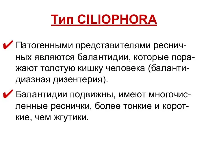 Тип CILIOPHORA Патогенными представителями реснич-ных являются балантидии, которые пора-жают толстую