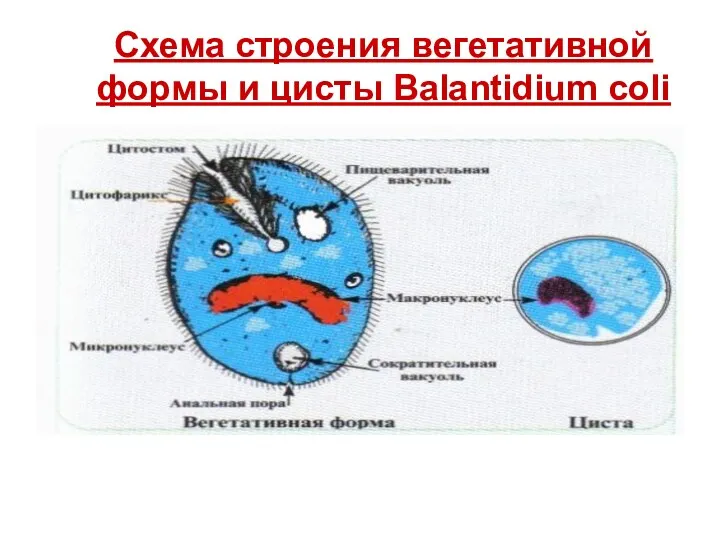 Схема строения вегетативной формы и цисты Balantidium coli