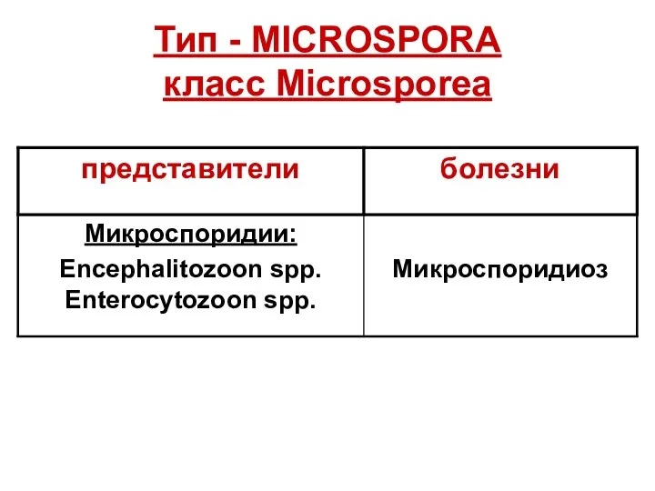 Тип - MICROSPORA класс Microsporea