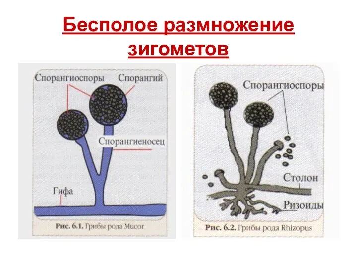 Бесполое размножение зигометов