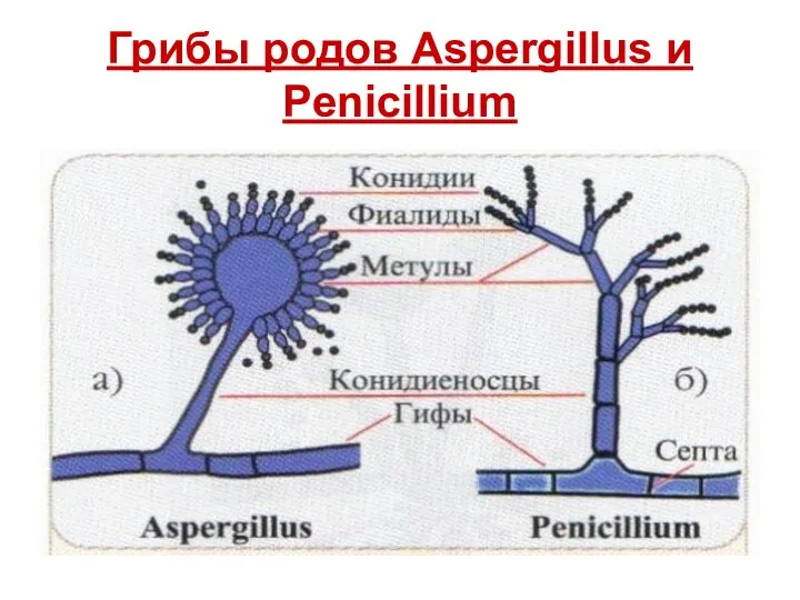 Грибы родов Aspergillus и Penicillium