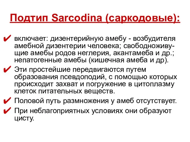 Подтип Sarcodina (саркодовые): включает: дизентерийную амебу - возбудителя амебной дизентерии