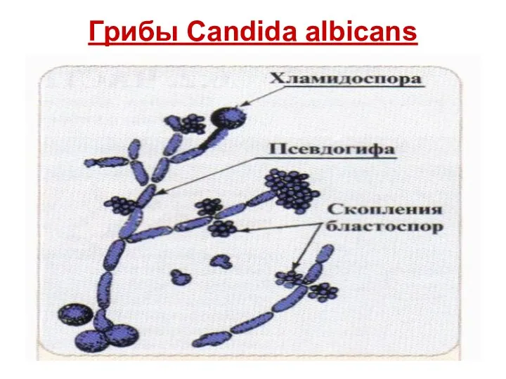 Грибы Candida albicans