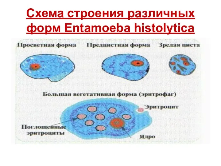 Схема строения различных форм Entamoeba histolytica