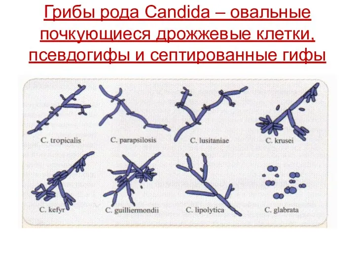 Грибы рода Candida – овальные почкующиеся дрожжевые клетки, псевдогифы и септированные гифы