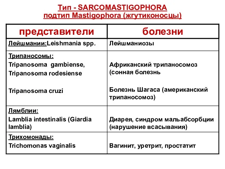 Тип - SARCOMASTIGOPHORA подтип Mastigophora (жгутиконосцы)