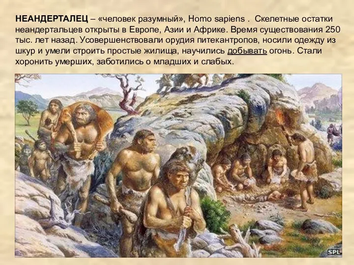 НЕАНДЕРТАЛЕЦ – «человек разумный», Homo sapiens . Скелетные остатки неандертальцев