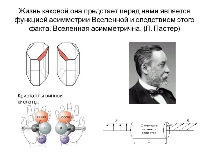 Жизнь каковой она предстает перед нами является функцией асимметрии Вселенной