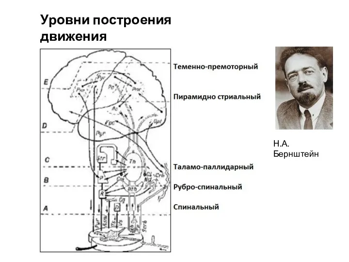 Уровни построения движения Н.А. Бернштейн