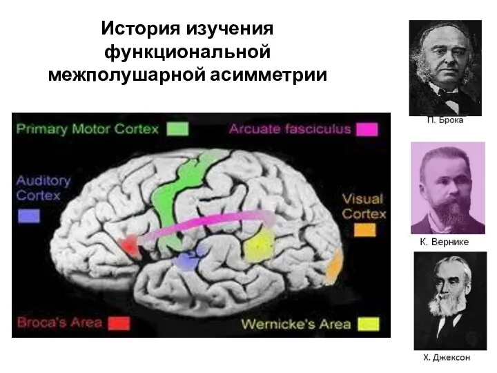 История изучения функциональной межполушарной асимметрии