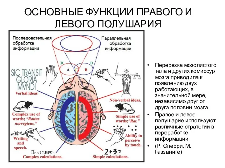 ОСНОВНЫЕ ФУНКЦИИ ПРАВОГО И ЛЕВОГО ПОЛУШАРИЯ Перерезка мозолистого тела и