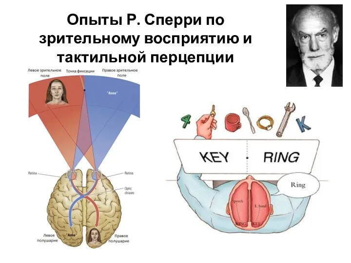 Опыты Р. Сперри по зрительному восприятию и тактильной перцепции .