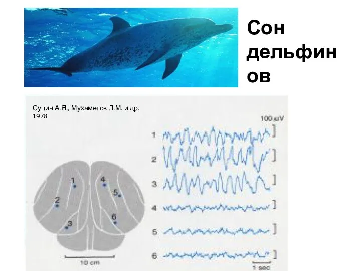 Сон дельфинов Супин А.Я., Мухаметов Л.М. и др. 1978