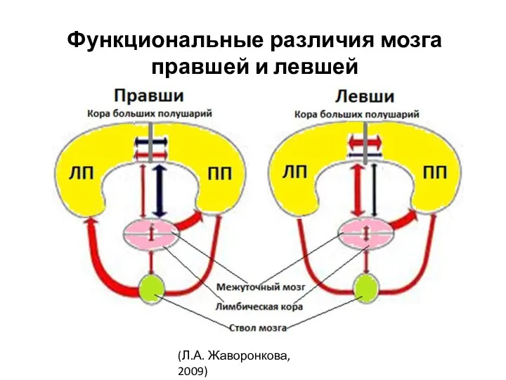 Функциональные различия мозга правшей и левшей (Л.А. Жаворонкова, 2009)