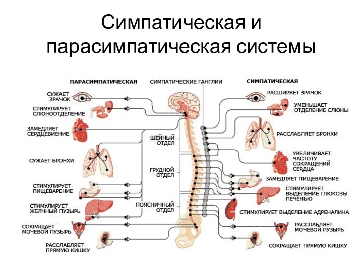 Симпатическая и парасимпатическая системы