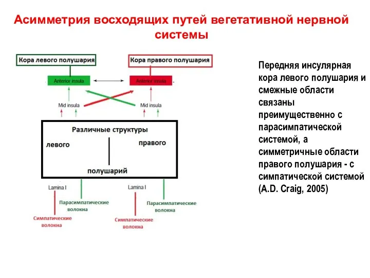 Асимметрия восходящих путей вегетативной нервной системы Передняя инсулярная кора левого