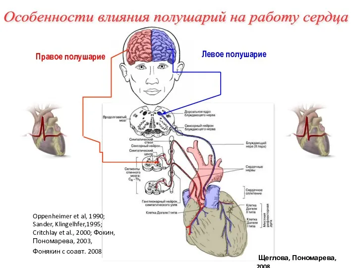 Правое полушарие Левое полушарие Особенности влияния полушарий на работу сердца