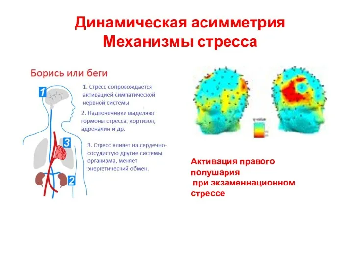 Динамическая асимметрия Механизмы стресса Активация правого полушария при экзаменнационном стрессе