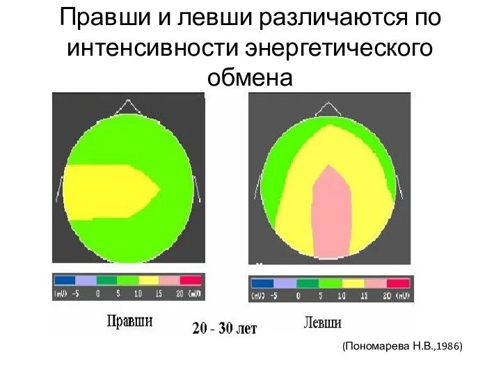 Правши и левши различаются по интенсивности энергетического обмена (Пономарева Н.В.,1986)