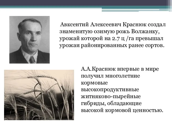 Авксентий Алексеевич Краснюк создал знаменитую озимую рожь Волжанку, урожай которой