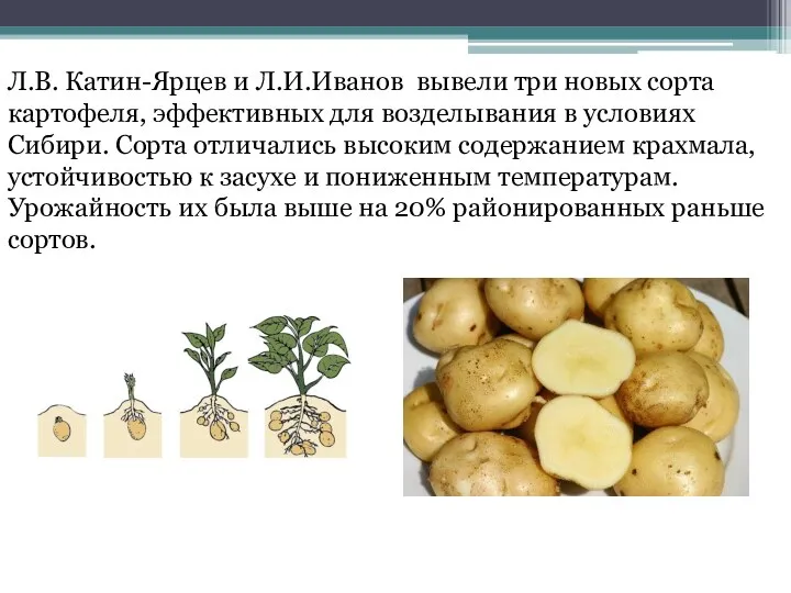 Л.В. Катин-Ярцев и Л.И.Иванов вывели три новых сорта картофеля, эффективных