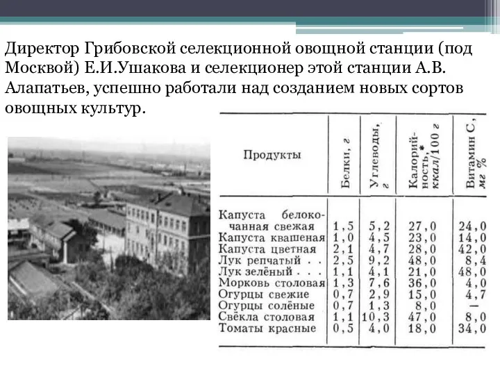 Директор Грибовской селекционной овощной станции (под Москвой) Е.И.Ушакова и селекционер