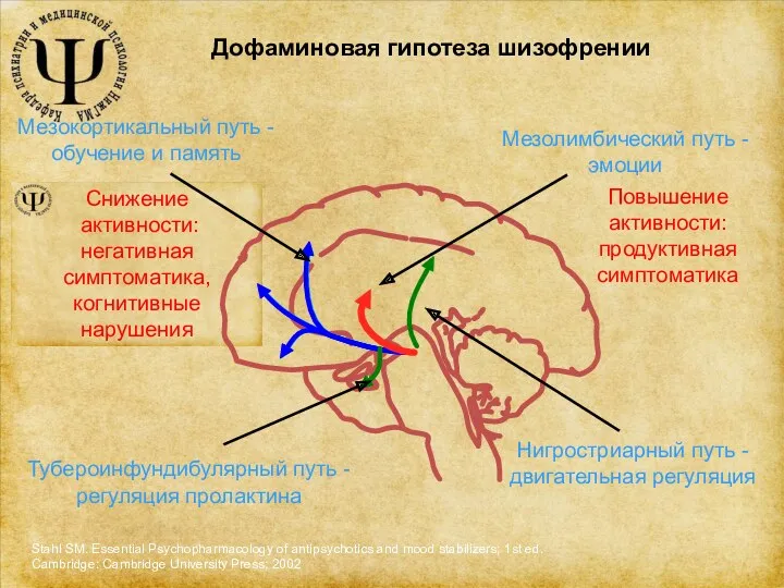 Снижение активности: негативная симптоматика, когнитивные нарушения Нигростриарный путь - двигательная