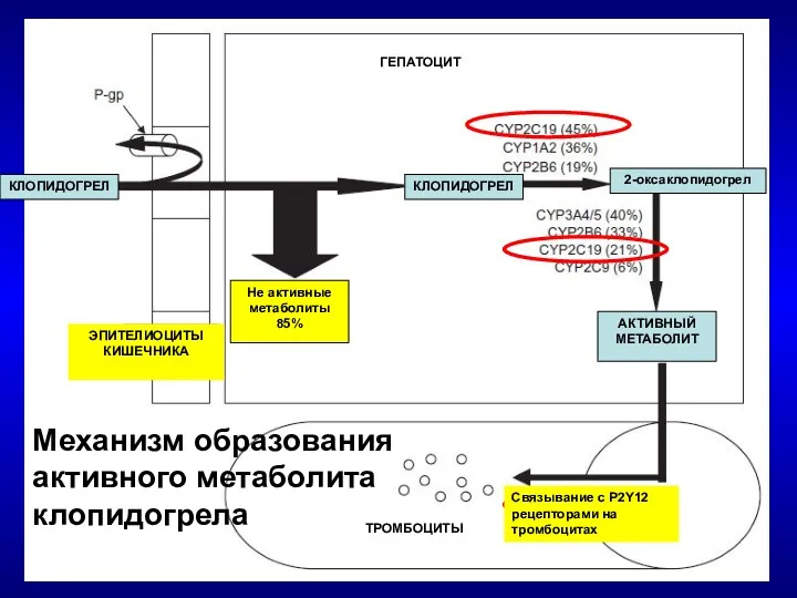 КЛОПИДОГРЕЛ КЛОПИДОГРЕЛ 2-оксаклопидогрел АКТИВНЫЙ МЕТАБОЛИТ Связывание с P2Y12 рецепторами на