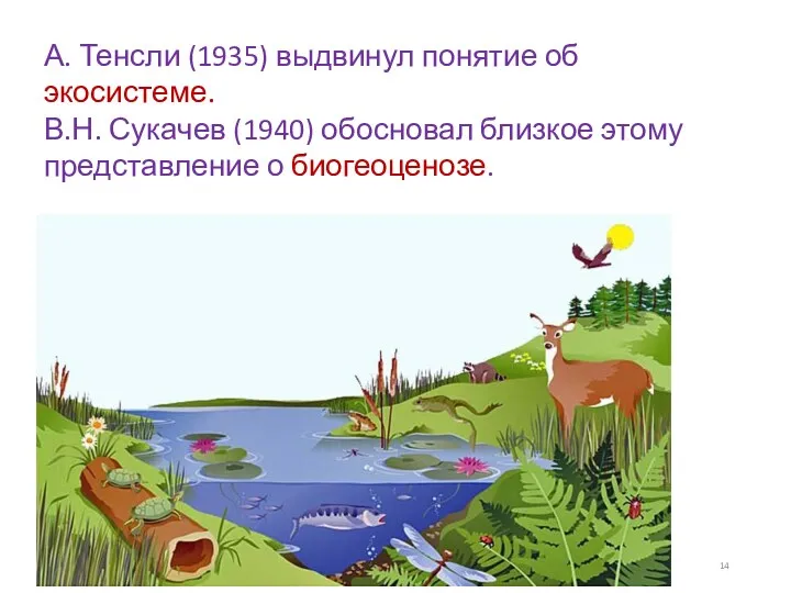 А. Тенсли (1935) выдвинул понятие об экосистеме. В.Н. Сукачев (1940) обосновал близкое этому представление о биогеоценозе.