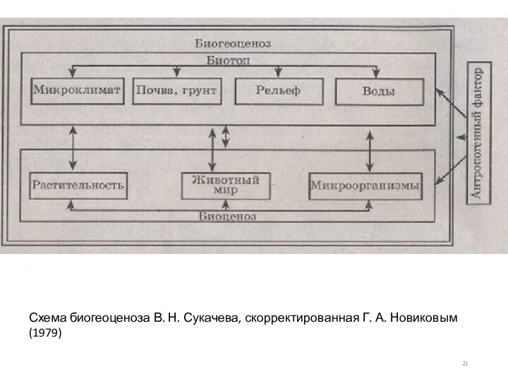 Схема биогеоценоза В. Н. Сукачева, скорректированная Г. А. Новиковым (1979)
