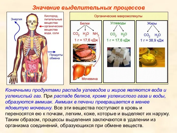 Значение выделительных процессов Конечными продуктами распада углеводов и жиров являются