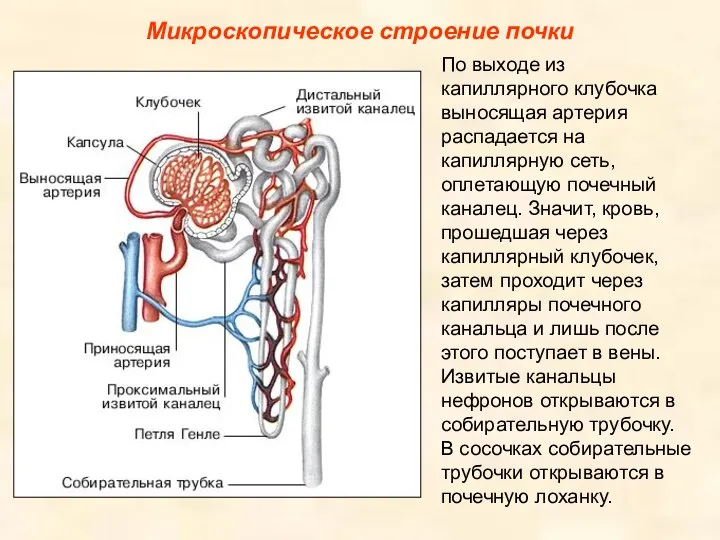 Микроскопическое строение почки По выходе из капиллярного клубочка выносящая артерия