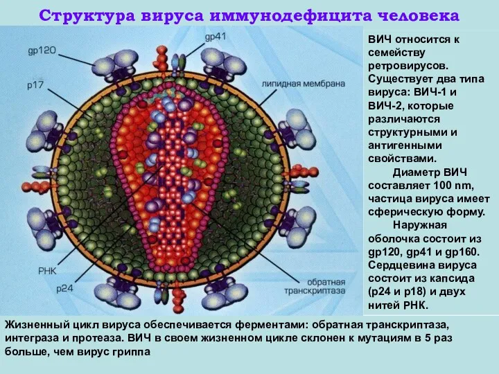 Структура вируса иммунодефицита человека ВИЧ относится к семейству ретровирусов. Существует