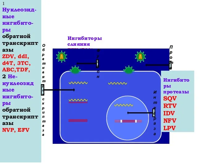 1 Нуклеозид-ные ингибито-ры обратной транскриптазы ZDV, ddI, d4T, 3TC, ABC,TDF,
