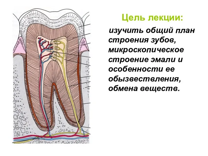 Цель лекции: изучить общий план строения зубов, микроскопическое строение эмали и особенности ее обызвествления, обмена веществ.