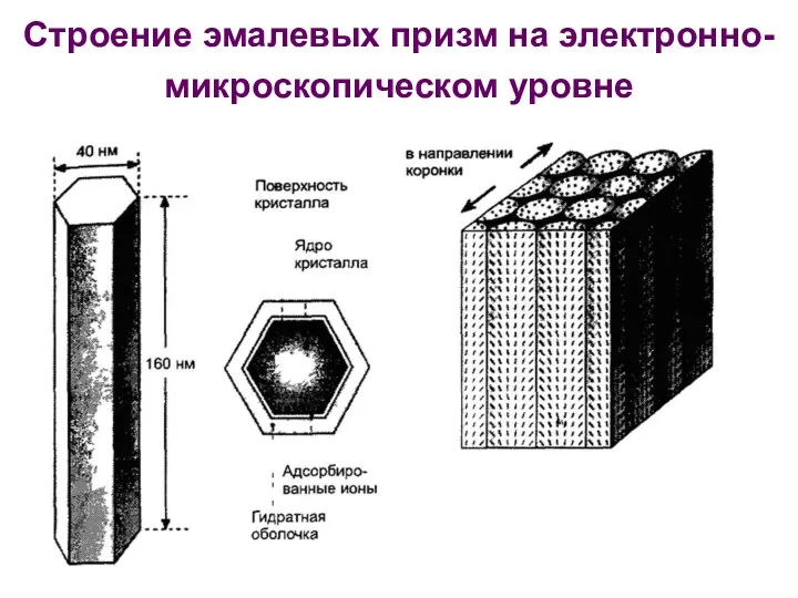 Строение эмалевых призм на электронно-микроскопическом уровне