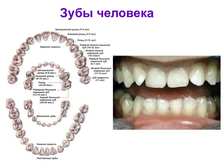 Зубы человека