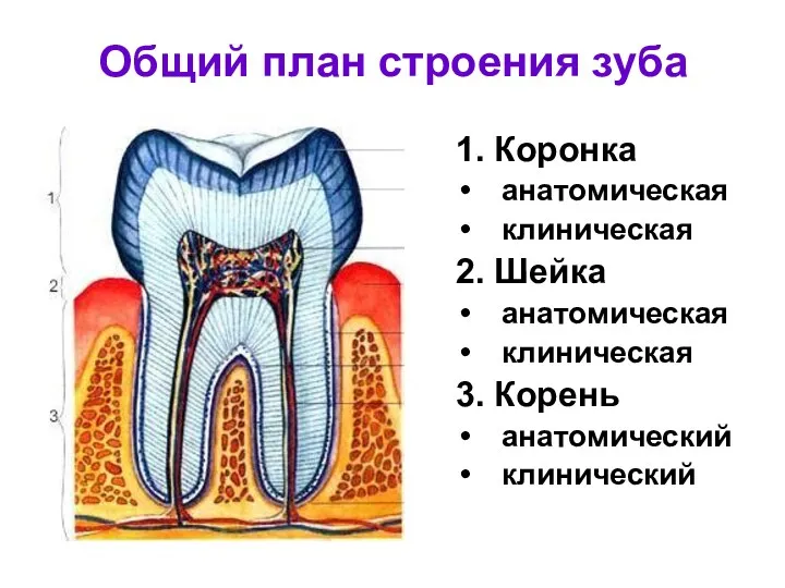 Общий план строения зуба 1. Коронка анатомическая клиническая 2. Шейка анатомическая клиническая 3. Корень анатомический клинический