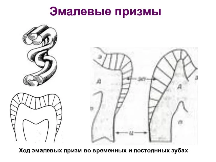 Эмалевые призмы Ход эмалевых призм во временных и постоянных зубах